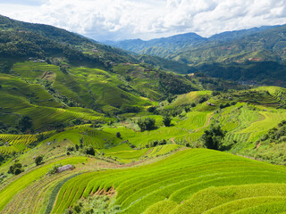 Aerial top view of fresh paddy rice terraces, green agricultural fields in countryside or rural area of Mu Cang Chai, mountain hills valley in Asia, Vietnam. Nature landscape background.