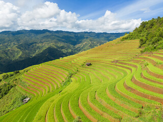 Aerial top view of fresh paddy rice terraces, green agricultural fields in countryside or rural area of Mu Cang Chai, mountain hills valley in Asia, Vietnam. Nature landscape background.