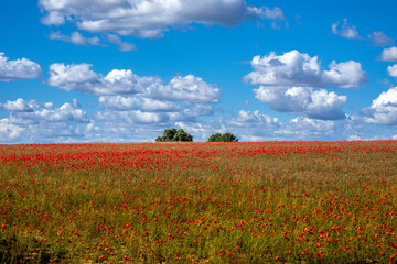 Fototapeta na wymiar Spring nature landscape of field with grass, red poppies, trees in the center and deep blue sky with clouds