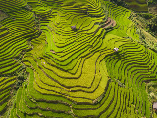 Aerial top view of fresh paddy rice terraces, green agricultural fields in countryside or rural area of Mu Cang Chai, mountain hills valley in Asia, Vietnam. Nature landscape background.