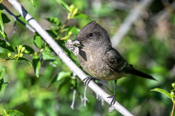 Say's Phoebe (Sayornis saya) with Catch