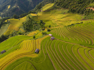 Aerial top view of fresh paddy rice terraces, green agricultural fields in countryside or rural...