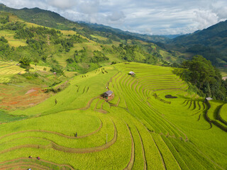 Obraz premium Aerial top view of fresh paddy rice terraces, green agricultural fields in countryside or rural area of Mu Cang Chai, mountain hills valley in Asia, Vietnam. Nature landscape background.