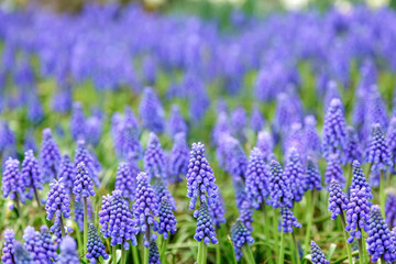 紫色が綺麗なムスカリの群生