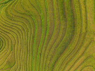 Aerial top view of fresh paddy rice terraces, green agricultural fields in countryside or rural area of Mu Cang Chai, mountain hills valley in Asia, Vietnam. Nature landscape background.