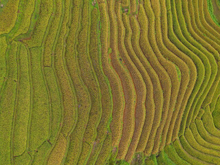 Aerial top view of fresh paddy rice terraces, green agricultural fields in countryside or rural area of Mu Cang Chai, mountain hills valley in Asia, Vietnam. Nature landscape background.