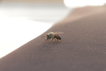 Close up of a bee on a brown background. A horizontal photo with a shallow depth of field. Selective focus.