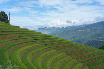 Aerial top view of fresh paddy rice terraces, green agricultural fields in countryside or rural area of Mu Cang Chai, mountain hills valley in Asia, Vietnam. Nature landscape background.