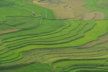 Aerial top view of fresh paddy rice terraces, green agricultural fields in countryside or rural...