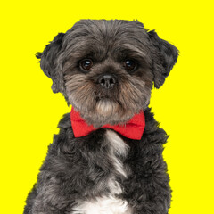 elegant little shih tzu dog with red bowtie around neck sitting