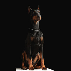 adorable dobermann dog with silver collar sitting and looking away