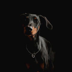 beautiful dobermann puppy with silver collar looking forward and standing