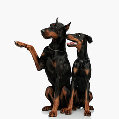 big happy dobermann puppy showing to side to his little brother