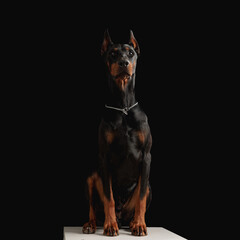 Fototapeta na wymiar proud dobermann dog with silver collar looking up and sitting