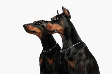 Fototapeta na wymiar curious couple of dobermann dogs sitting and looking to side