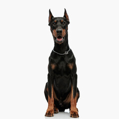 happy dobermann puppy with silver collar sticking out tongue and panting