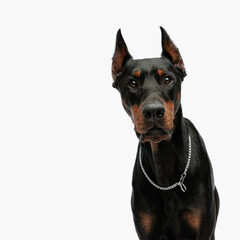 sweet dobermann dog with silver collar looking forward