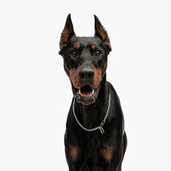 portrait of cute dobermann puppy looking forward and panting