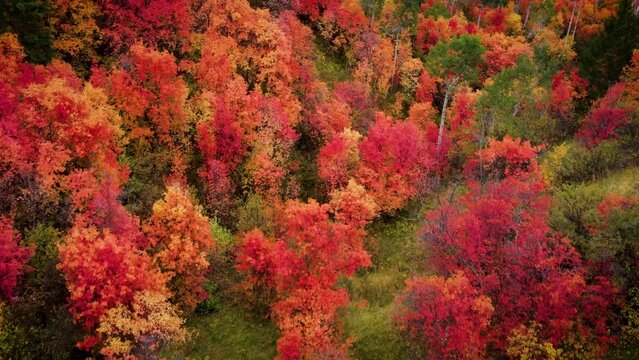 Flying over a mountainside forest in Wyoming covered with trees turning their fall colors