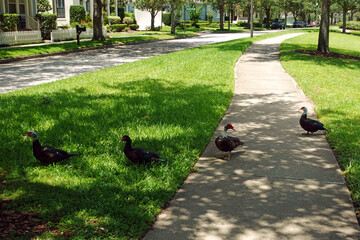 Four Muscovy ducks blocking sidewalk in a suburban neighborhood on a beautiful day