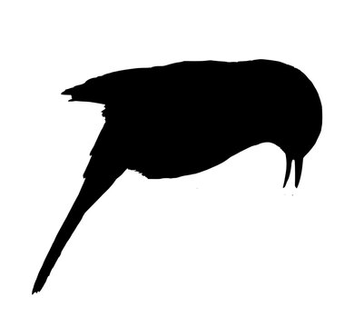recommend clip art: Cactus Wren Black Silhouette Outline Vector