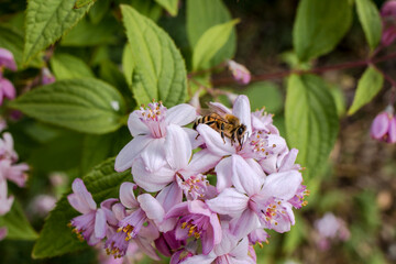 Une abeille butine des fleurs