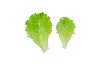 Two lettuce salad leaves isolated transparent png. Lactuca sativa leaf vegetable.