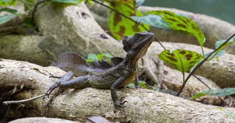 Brown basilisk sumbathing on tree roots.
