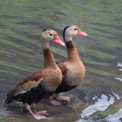 Black bellied whistling duck couple in pond