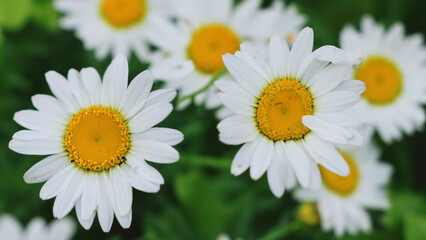 Obraz na płótnie Canvas close up daisy photography in the garden - generative ai