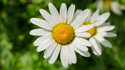 Fototapeta premium close up daisy photography in the garden - generative ai
