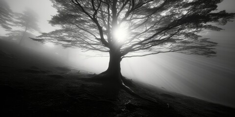 black and white photograph of a solitary tree standing tall in a foggy forest  Generative AI Digital Illustration Part#110623