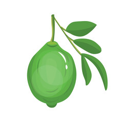Green lime on white background
