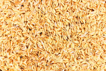 籾殻もみがら　稲刈り収穫米農家
