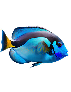 blue tang fish isolated on transparent background cutout ,Generative AI