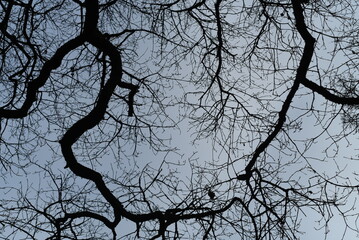 Looking up to the sky through naked branches of the trees