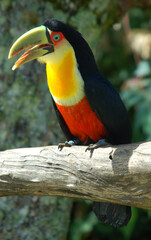 Toucan with green beak and red breast. With open beak - Brazilian Fauna