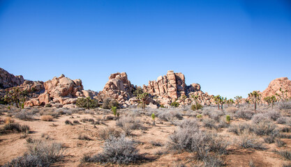 Boulder ridge and landscape filled with ancient Joshua Tree