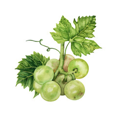 Bunch of green grapes with a green vine leaf. Hand drawn watercolor illustration isolated on transparent background.