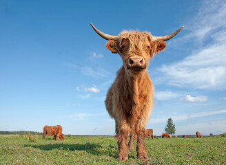 Scottish highland cow in field - obrazy, fototapety, plakaty