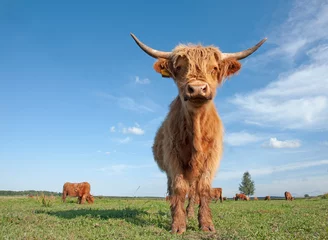 Papier Peint photo Highlander écossais Scottish highland cow in field