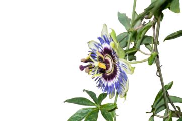passiflora01