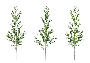 Green betula utilis trees on transparent background, 3d render illustration.