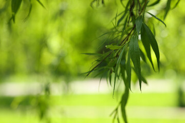 Fototapeta na wymiar Beautiful willow tree with green leaves growing outdoors on sunny day, closeup. Space for text
