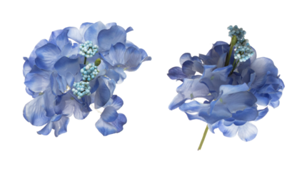 Blue purple Hepatica nobilis Flower is work life. Blue Hepatica nobills used to decorate table house to refresh. Artificial fake purple Hepatica nobilis fly in air. White background isolated