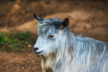 A goat in a pasture.