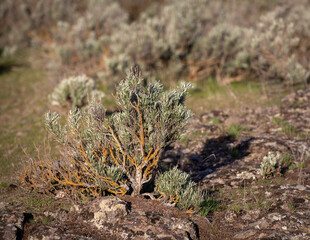 Small Juniper Bush Growing Out of Rocks
