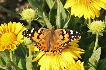 American Lady Butterfly with Wings Open on Yellow Flower