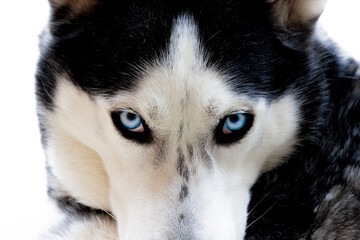 Closeup Siberian husky with blue eyes white face blackhead the dog looks like it is happy and quiet looking for something snow dog pretty pet winter dog beautiful 