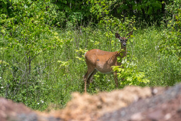 Deer on alert on a treeline